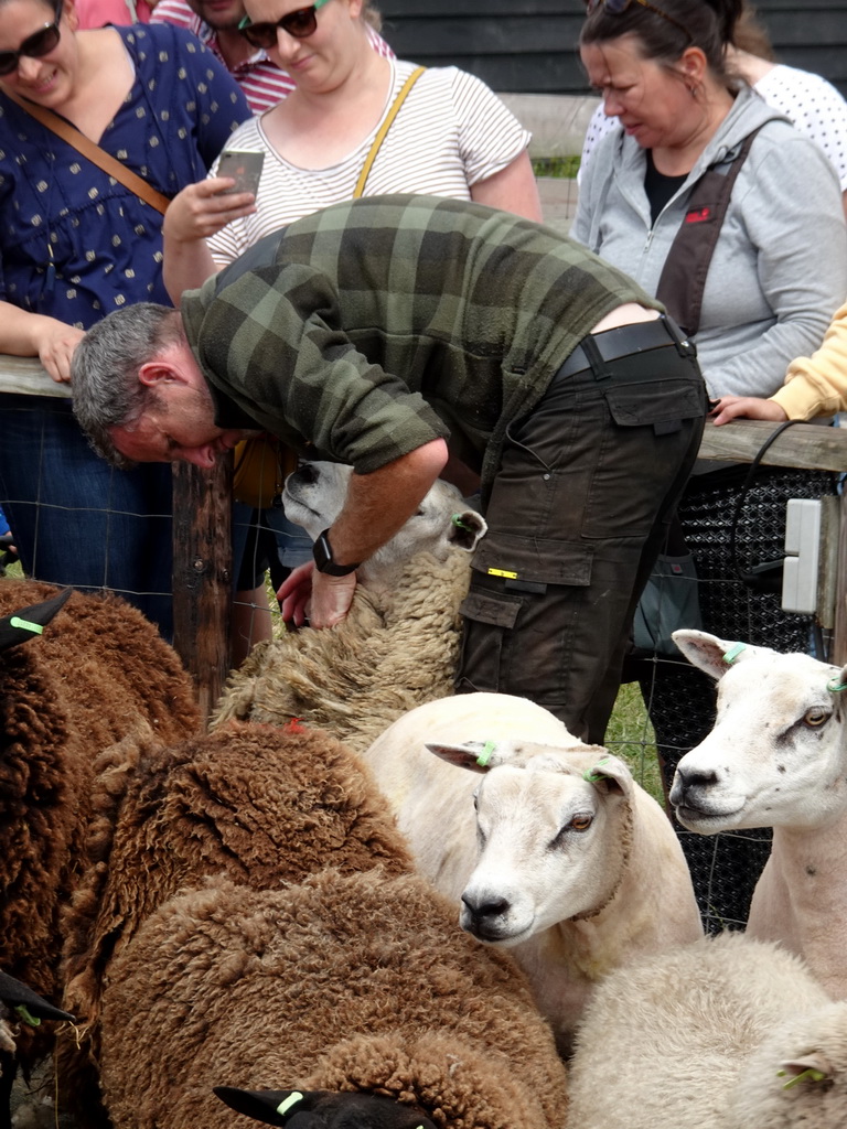 Shephard shaving sheep at the Texel Sheep Farm at Den Burg