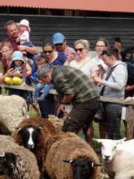 Shephard shaving sheep at the Texel Sheep Farm at Den Burg