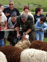 Shephard shaving sheep at the Texel Sheep Farm at Den Burg