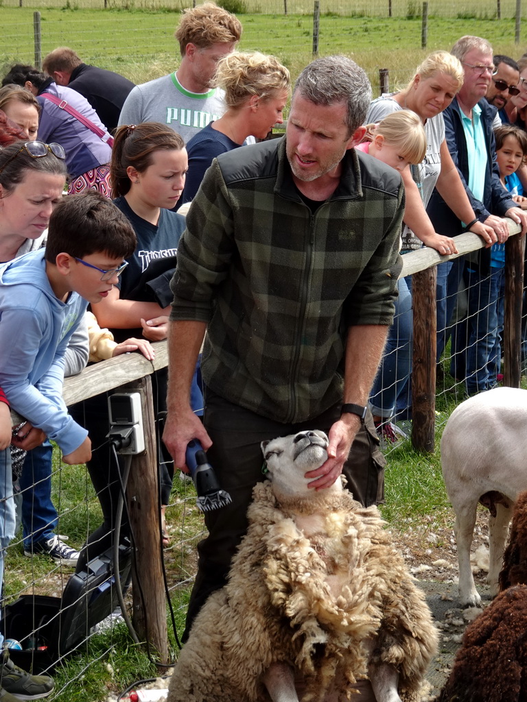 Shephard shaving sheep at the Texel Sheep Farm at Den Burg