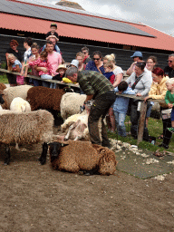 Shephard shaving sheep at the Texel Sheep Farm at Den Burg