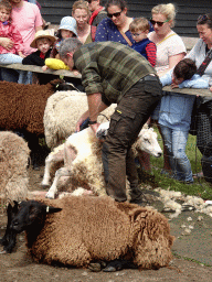 Shephard shaving sheep at the Texel Sheep Farm at Den Burg