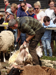Shephard shaving sheep at the Texel Sheep Farm at Den Burg