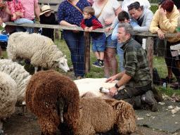 Shephard shaving sheep at the Texel Sheep Farm at Den Burg