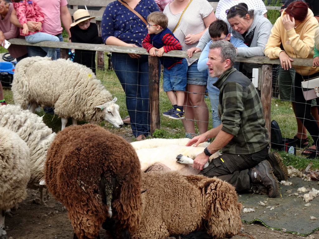 Shephard shaving sheep at the Texel Sheep Farm at Den Burg