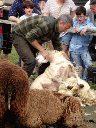 Shephard shaving sheep at the Texel Sheep Farm at Den Burg