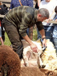 Shephard shaving sheep at the Texel Sheep Farm at Den Burg