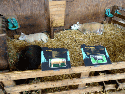 Texelaar and Blauwe Texelaar sheep at the Texel Sheep Farm at Den Burg, with explanation