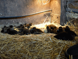 Ducklings at the Texel Sheep Farm at Den Burg