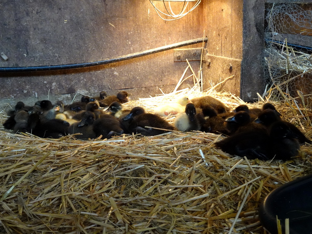 Ducklings at the Texel Sheep Farm at Den Burg