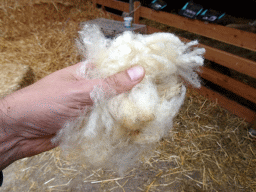 Wool at the Texel Sheep Farm at Den Burg