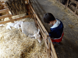 Max feeding sheep at the Texel Sheep Farm at Den Burg