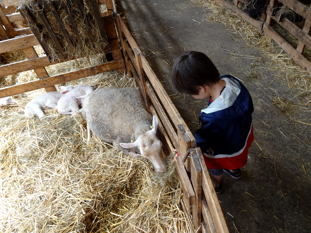 Max feeding sheep at the Texel Sheep Farm at Den Burg