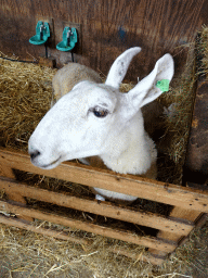 Border Leicester sheep at the Texel Sheep Farm at Den Burg
