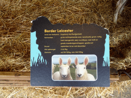 Explanation on the Border Leicester sheep at the Texel Sheep Farm at Den Burg