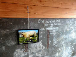 Photograph of a sheep with five legs at the Texel Sheep Farm at Den Burg