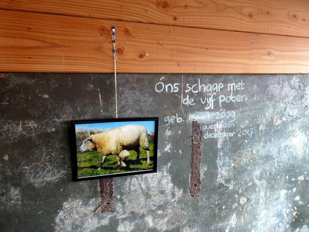 Photograph of a sheep with five legs at the Texel Sheep Farm at Den Burg