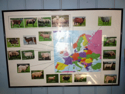 Map with different sheep races at the Texel Sheep Farm at Den Burg