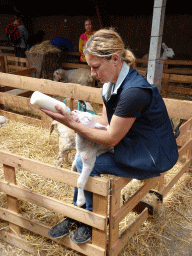 Farmer feeding a lamb at the Texel Sheep Farm at Den Burg