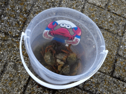 Bucket with crabs at the harbour of Oudeschild