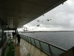 Seagulls at the deck of the fourth floor of the ferry to Den Helder