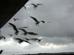 Seagulls at the deck of the fourth floor of the ferry to Den Helder