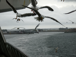 Seagulls at the deck of the fourth floor of the ferry to Den Helder, with a view on the TESO Ferry Port at `t Horntje
