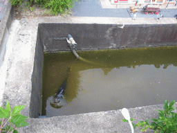 Fish at the Madurodam miniature park