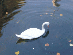 Swan in the Hofvijver