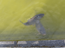 Fish in the Rotterdam harbour at the Madurodam miniature park