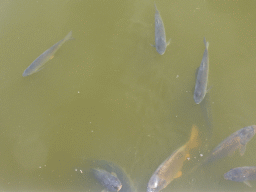 Fish in the Rotterdam harbour at the Madurodam miniature park