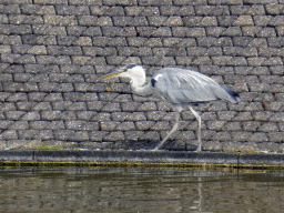 thehague_4_219 - 492 kb - 1024x768 - Heron at the Madurodam miniature park Heron at the Madurodam miniature park