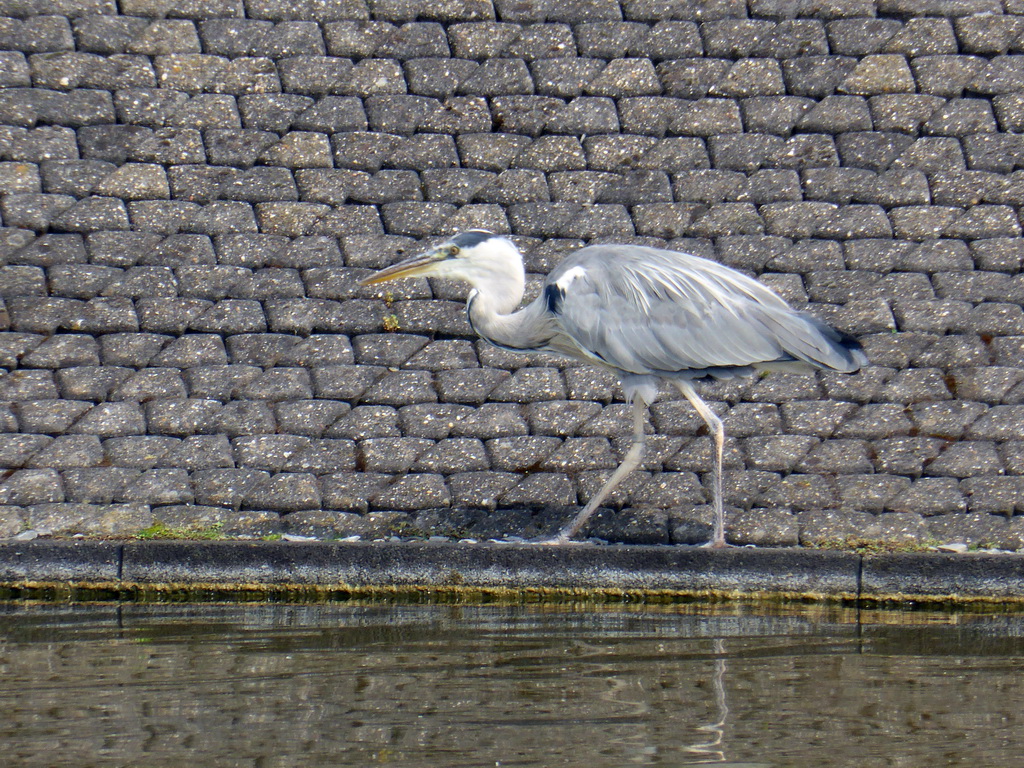 Heron at the Madurodam miniature park