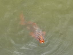 Fish in the scale model of the Rotterdam harbour at the Madurodam miniature park