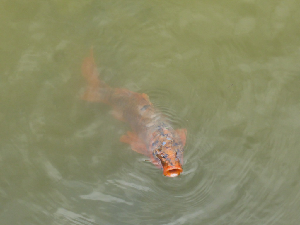 Fish in the scale model of the Rotterdam harbour at the Madurodam miniature park