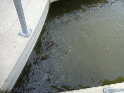 Fish at the Madurodam miniature park