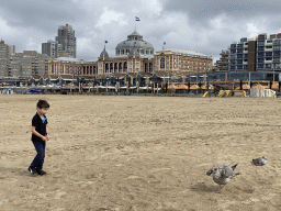 Max and Seagulls at the Scheveningen Beach, with a view on the Kurhaus building