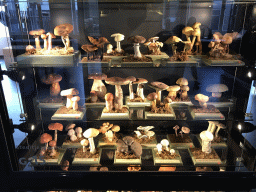 Mushrooms at the OO-zone at the ground floor of the Natuurmuseum Brabant