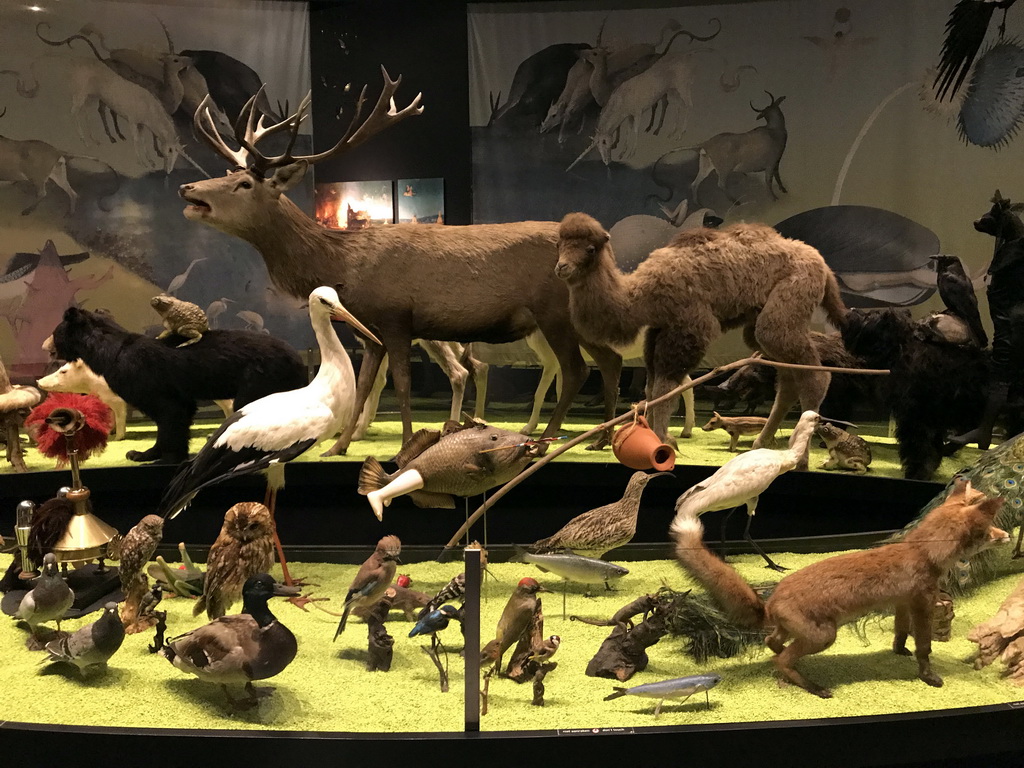 Stuffed animals at the `De Dieren van Jeroen Bosch` exhibition at the first floor of the Natuurmuseum Brabant