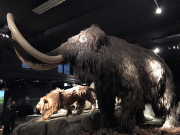 Wax statues of a Mammoth and a Saber-toothed Tiger at the `IJstijd!` exhibition at the ground floor of the Natuurmuseum Brabant