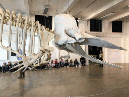 Skeleton of a Sperm Whale at the ground floor of the Natuurmuseum Brabant