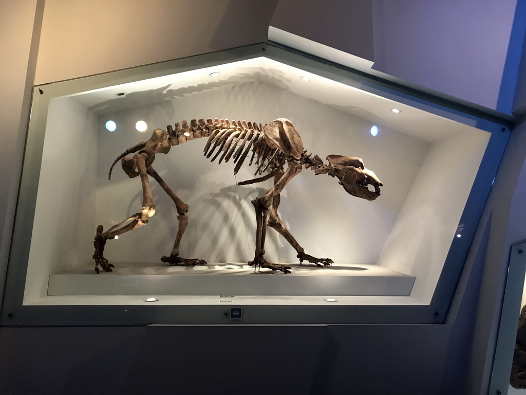 Skeleton of a Cave Bear at the `Uitsterven` exhibition at the second floor of the Natuurmuseum Brabant