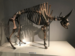 Skeleton of a Steppe Bison at the `Uitsterven` exhibition at the second floor of the Natuurmuseum Brabant