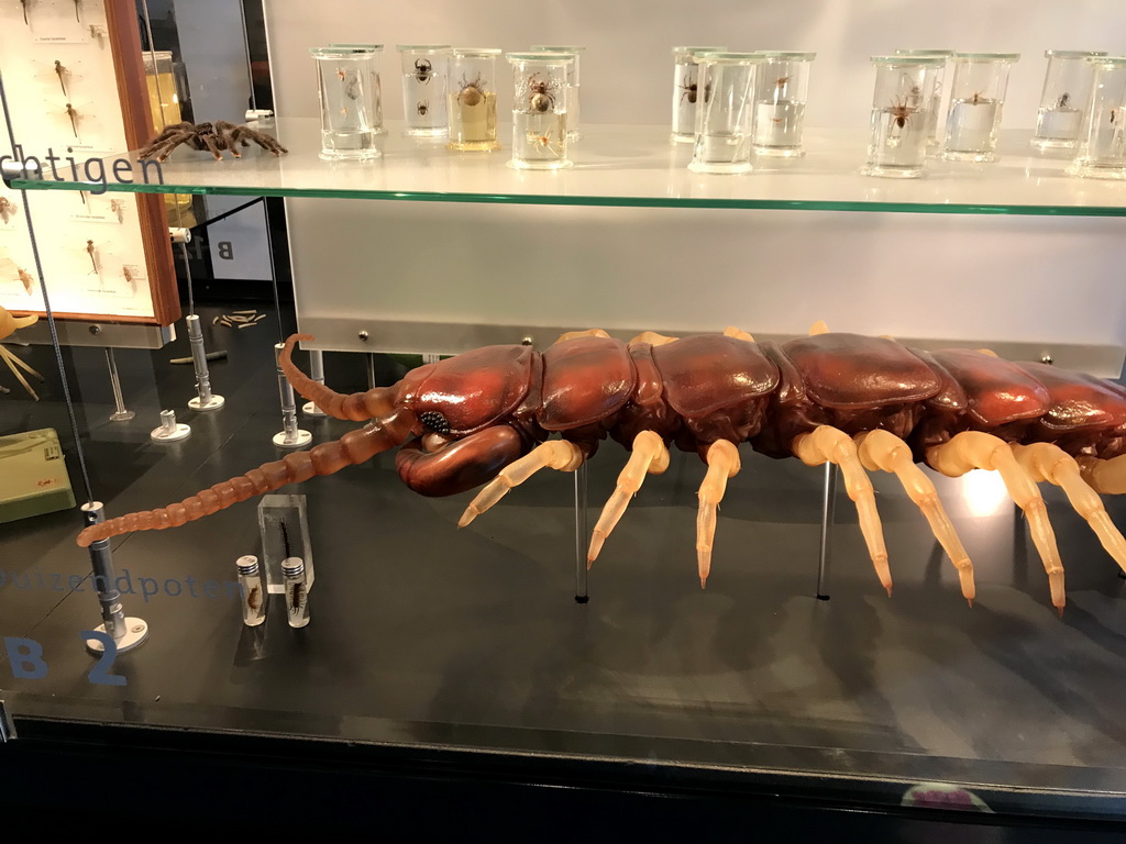 Stuffed spiders and a millipede statue at the OO-zone at the ground floor of the Natuurmuseum Brabant