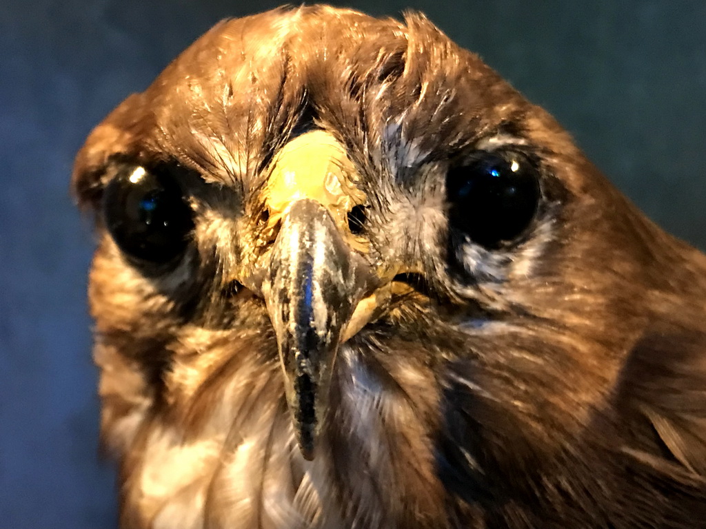 Head of a stuffed bird at the `Beleef Ontdek Samen: BOS` exhibition at the second floor of the Natuurmuseum Brabant