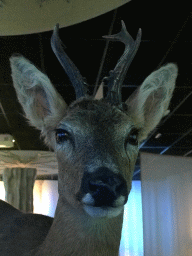 Head of a stuffed deer at the `Beleef Ontdek Samen: BOS` exhibition at the second floor of the Natuurmuseum Brabant