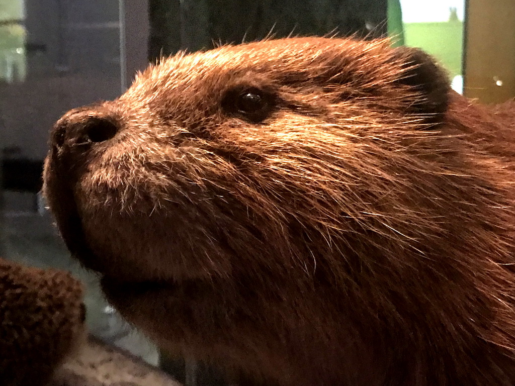 Head of a stuffed beaver at the `Van hot naar her` exhibition at the second floor of the Natuurmuseum Brabant