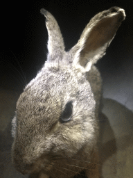 Head of a stuffed rabbit at the `Van hot naar her` exhibition at the second floor of the Natuurmuseum Brabant