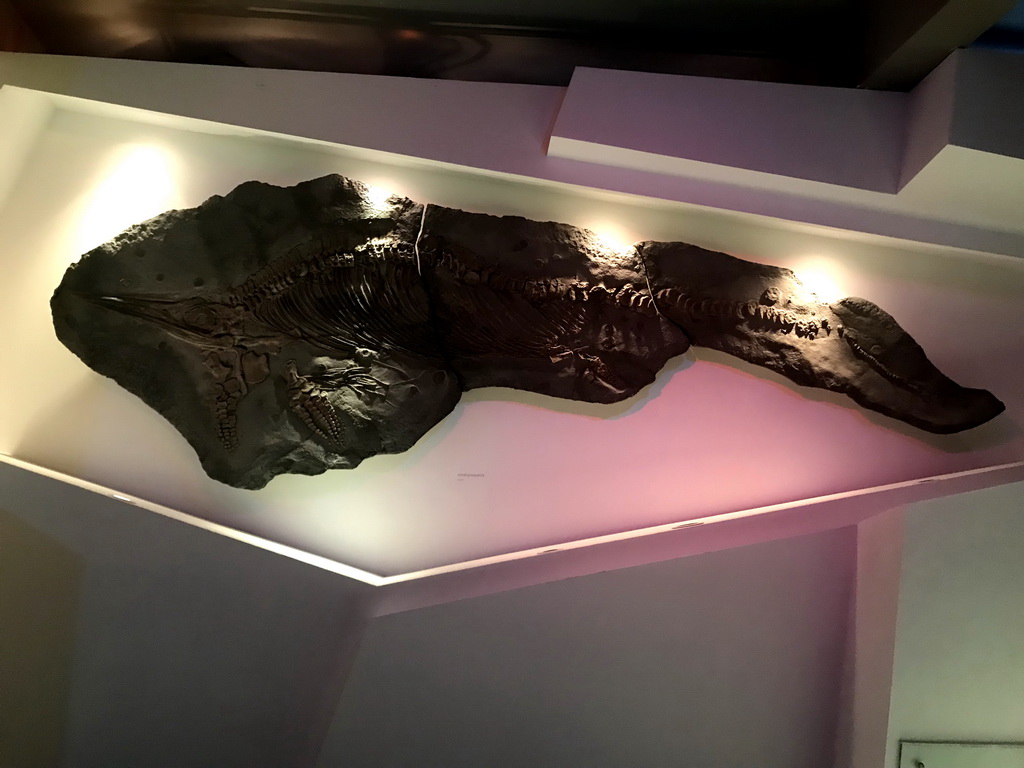 Fossilized skeleton of a Ichthyosaur at the `Uitsterven` exhibition at the second floor of the Natuurmuseum Brabant