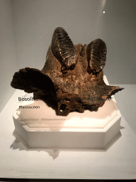 Fossilized teeth of a Straight-tusked Elephant at the `Uitsterven` exhibition at the second floor of the Natuurmuseum Brabant, with explanation